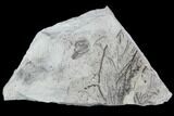 Plate Of Silurian Fossil Algae (Leveillites) - Estonia #102621-1